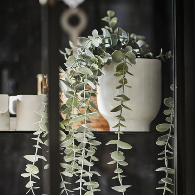 Eucalyptus - Potted